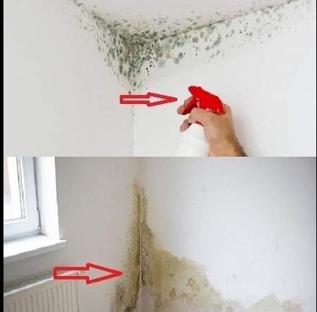 Grandmother’s Old Trick Makes Mold Disappear from Your Home