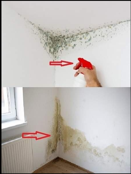 Grandmother’s Old Trick Makes Mold Disappear from Your Home