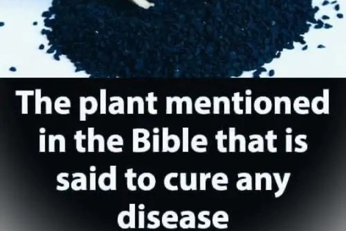 What Is the Benefits of Ancient Bible Plant?