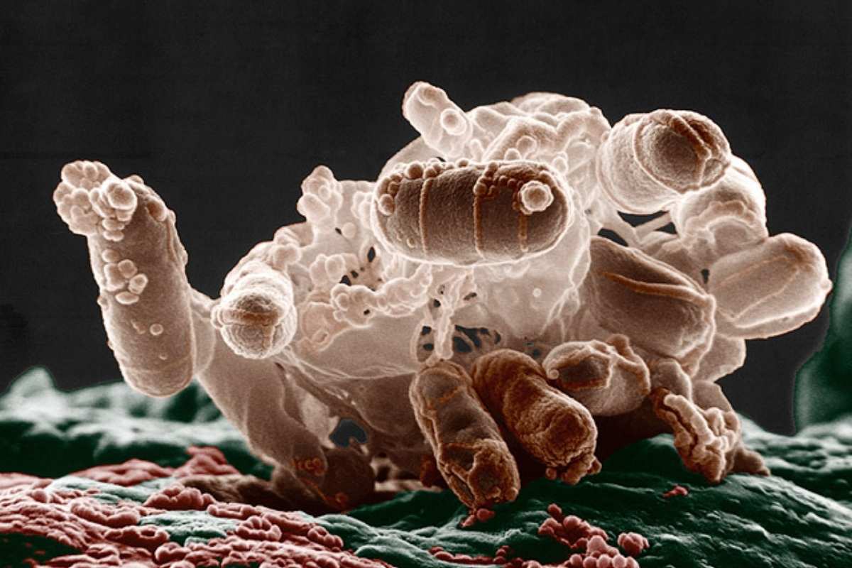 The Power of Microbiology: How Tiny Organisms Impact Our Lives