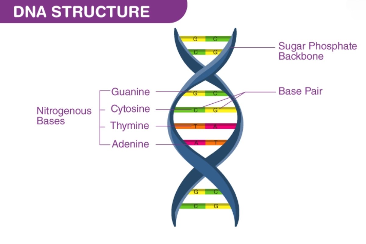 The Structure of DNA