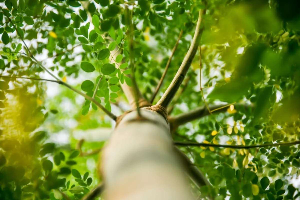 Moringa: The Miracle Tree