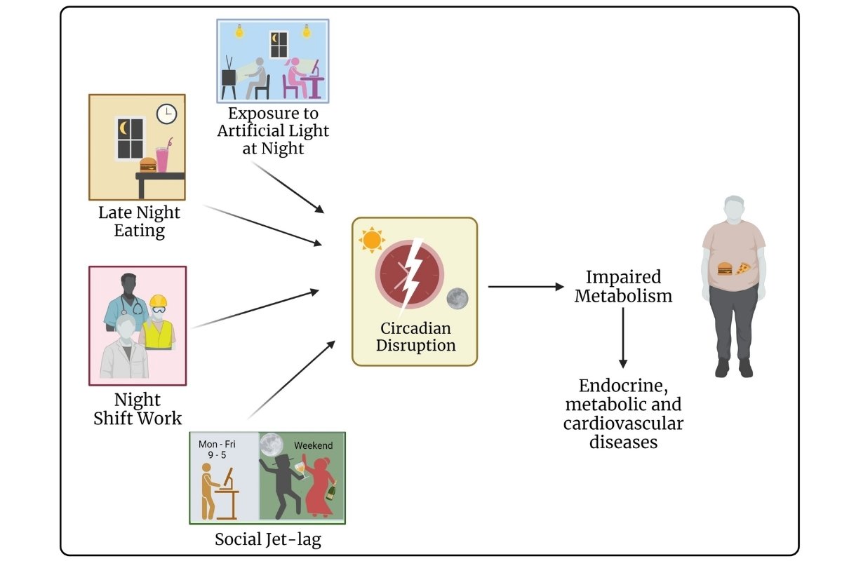 Light Exposure and Circadian Rhythm Control