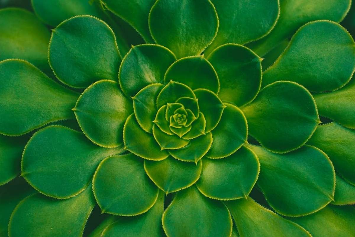 The Concept of Symmetry in Nature